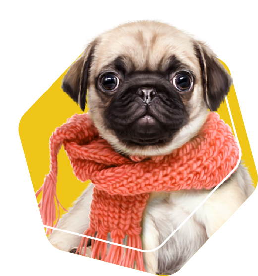 cachorro-pug