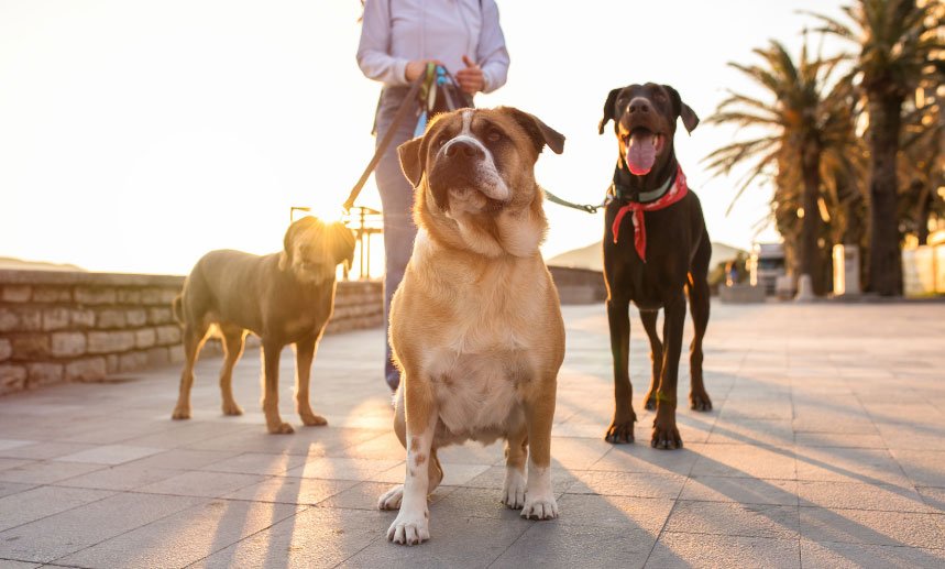 Viajando con Mascotas. Consejos para Aventuras Seguras y Divertidas