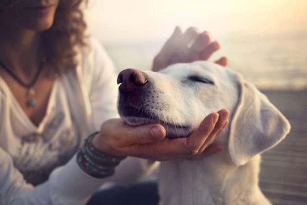 Descubre la profundidad del amor compartido entre humanos y mascotas a través de este artículo, que explora el impacto emocional de decir adiós a nuestros compañeros peludos. Desde la conexión única entre humanos y animales hasta la importancia de honrar su legado a través de rituales significativos, cada sección ofrece perspectivas conmovedoras y prácticas para enfrentar el duelo. Aprende sobre la importancia del cuidado personal durante el proceso de pérdida y cómo la tecnología puede convertirse en un apoyo valioso.