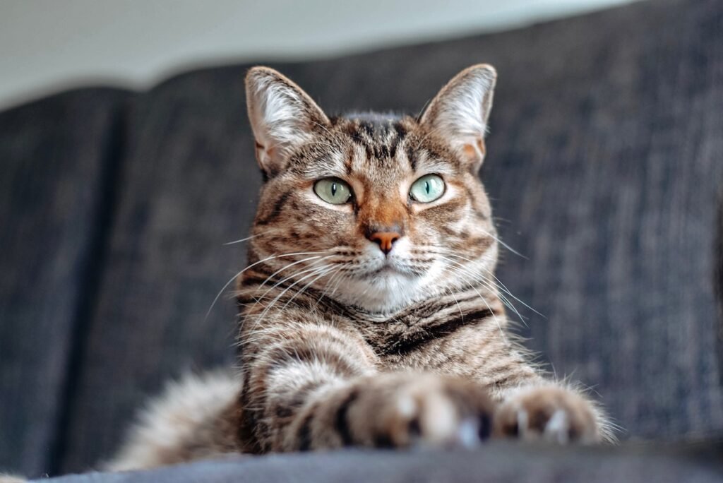 Cómo Convertir las Visitas al Veterinario en Momentos Positivos para tu Mascota