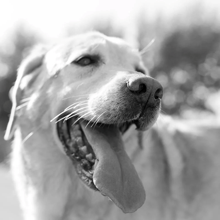 Descubre el profundo impacto de las mascotas en nuestras vidas mientras exploramos cómo su amor incondicional va más allá de la simple compañía. Desde la terapia emocional hasta beneficios tangibles para la salud, sumérgete en un viaje revelador que destaca cómo las mascotas transforman nuestra existencia, actuando como pilares emocionales, impulsores de actividad física y catalizadores de conexiones sociales. Explora la complejidad única de los vínculos interespecies y cómo estas relaciones especiales enriquecen nuestras vidas, proporcionando consuelo, apoyo y una perspectiva única sobre la conexión humana y animal.