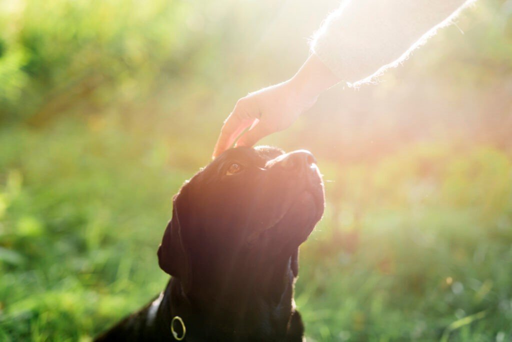 En Paraiso Pet, entendemos lo especial que fue tu compañero peludo y el impacto duradero que dejó en tu vida. Perder a una mascota es una experiencia profundamente dolorosa, pero honrar su legado a través de un memorial personalizado puede ser reconfortante y significativo en el proceso de duelo.