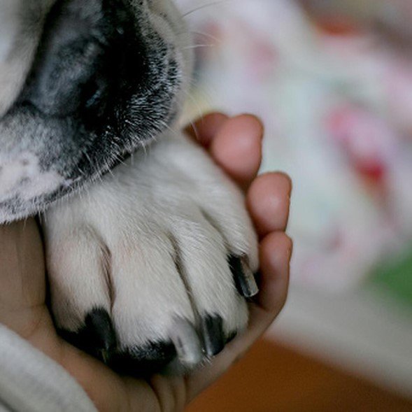 "(Importancia del Duelo) Sumérgete en un profundo análisis sobre el proceso de duelo tras la pérdida de una mascota, explorando la complejidad de las emociones, estrategias para canalizar el dolor de manera saludable y la importancia de prepararse para momentos difíciles. Descubre cómo honrar la memoria de tu compañero peludo se convierte en un acto significativo de celebración, y cómo buscar conexiones renovadas enriquece el camino hacia la curación. Este artículo aborda no solo los desafíos del duelo, sino también las oportunidades de crecimiento emocional y renovación. Únete a nosotros mientras exploramos el viaje único de superar la pérdida de una mascota con compasión, comprensión y esperanza." 