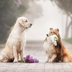 (Amigos Peludos) Honrando a Nuestros Amigos Peludos. El Adiós a un Compañero Inolvidable