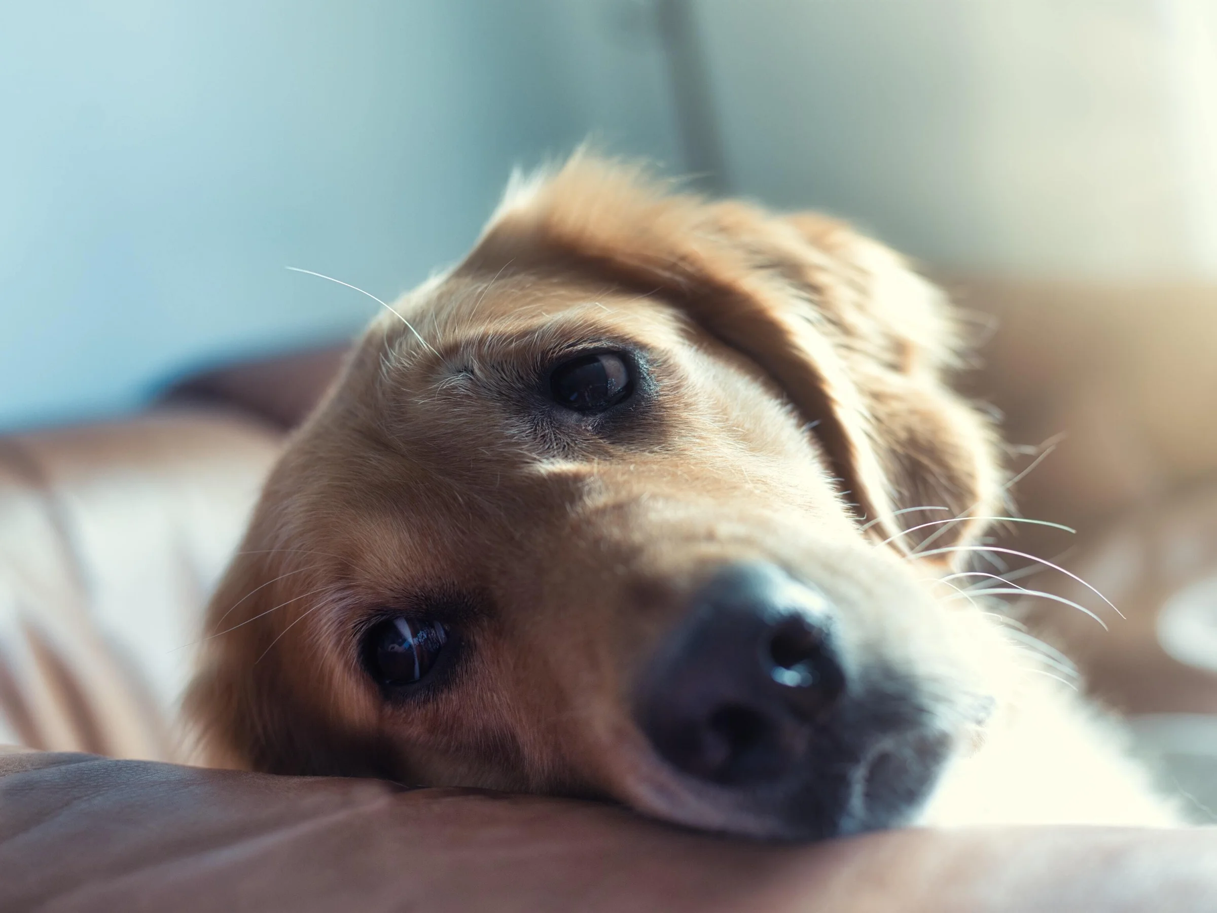 "Explora el conmovedor mundo de las funerarias para mascotas, donde la pérdida se encuentra con el consuelo. Sumérgete en la conexión única entre humanos y mascotas, descubriendo cómo estas instituciones van más allá de los servicios convencionales. Desde ceremonias personalizadas que celebran vidas únicas hasta opciones respetuosas de cremación y entierro, junto con un sólido apoyo emocional, estas funerarias se erigen como faros de compasión en el proceso de despedida. Acompáñanos en este viaje emocional, donde el adiós se convierte en un tributo significativo a las entrañables mascotas que dejaron una huella imborrable en nuestros corazones."